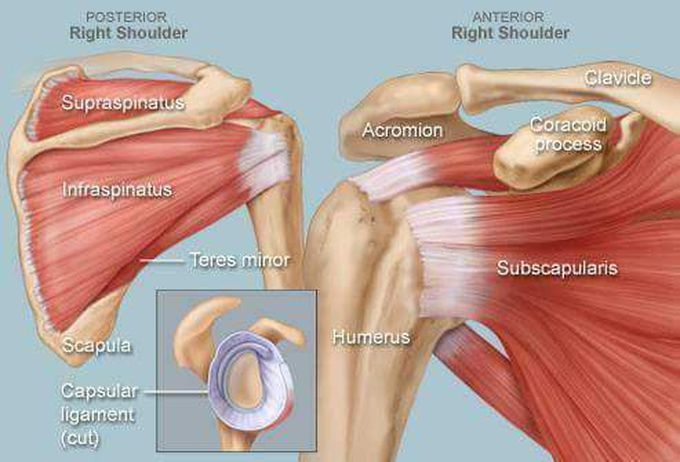 Shoulder girdle