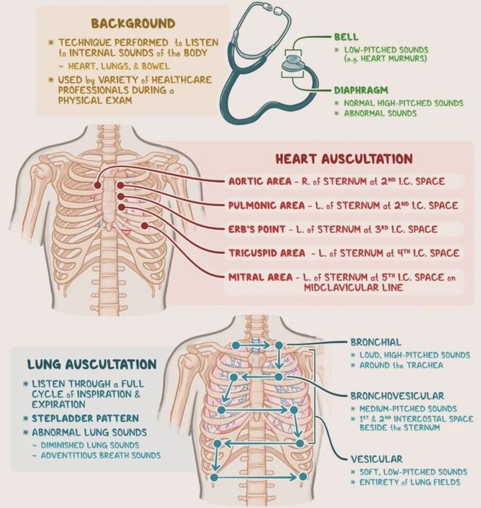 Heart and Lung Auscultation - MEDizzy