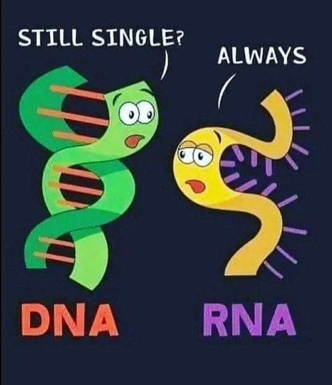 DNA Vs RNA