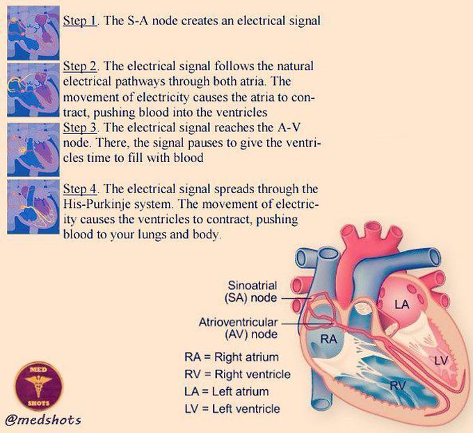 Conducting system of the heart