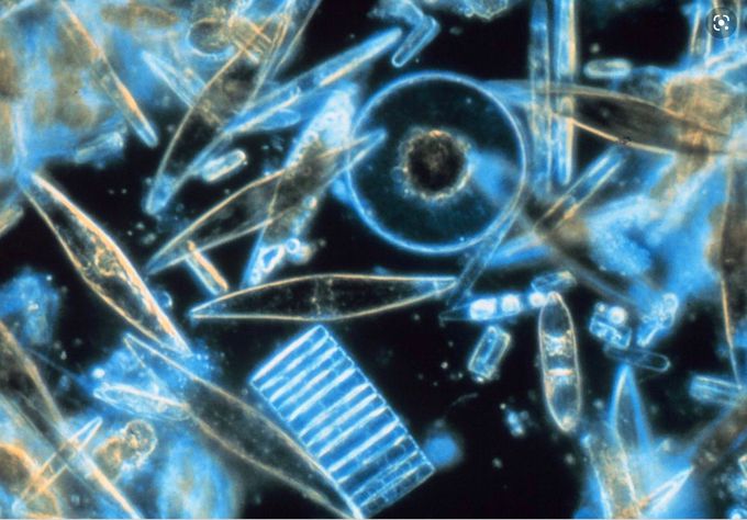 Diatoms or golden algae