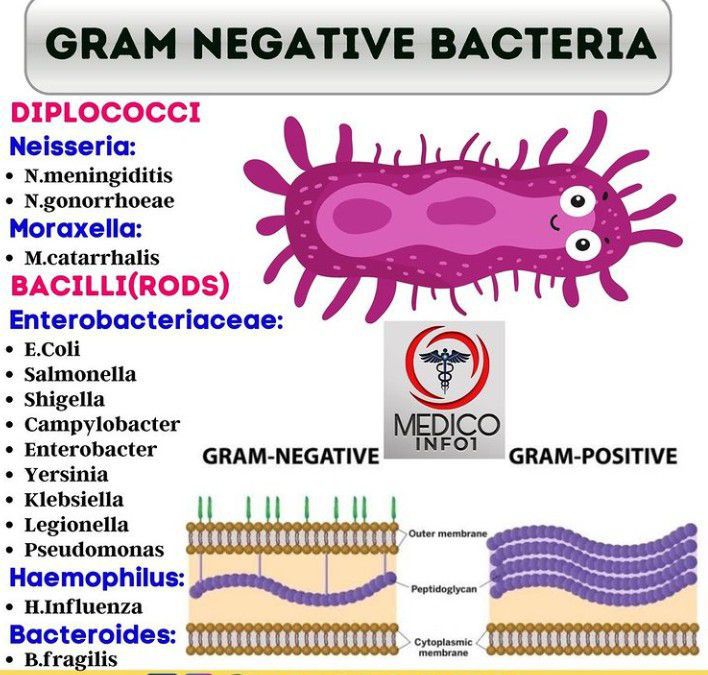 Gram Negative Bacteria - MEDizzy