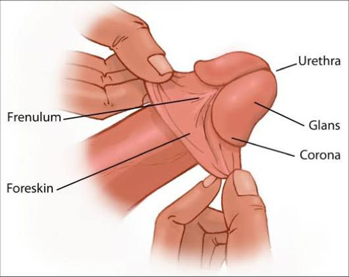 are curved male genitals normal?