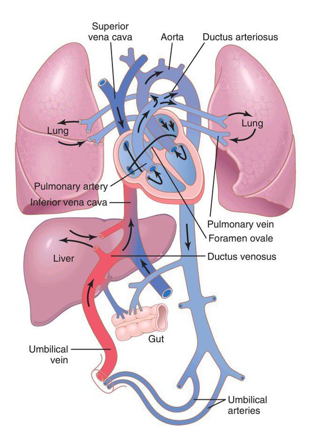 Fetal circulation