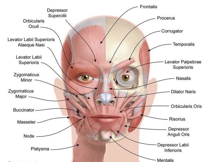 Facial Muscles
