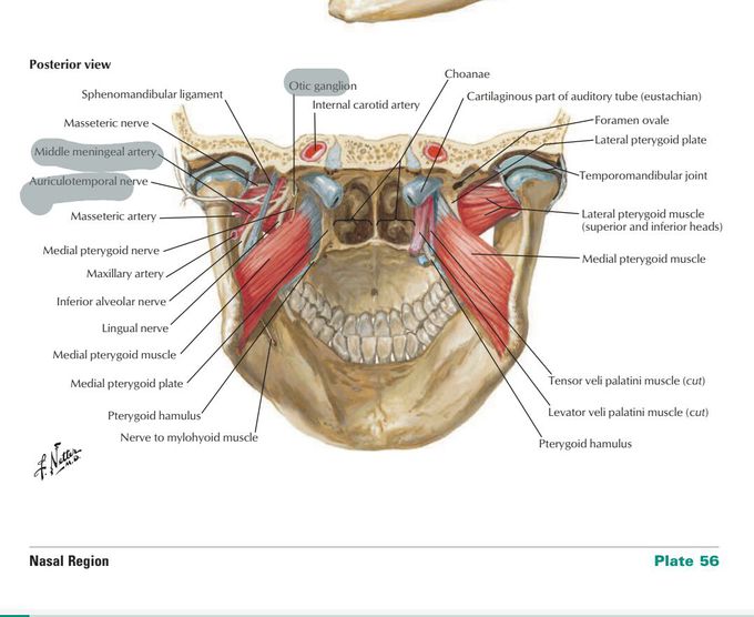 Otic ganglion ,lingual nerve ,pterygoig hamulus & other
