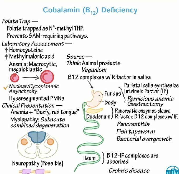 Vit B12