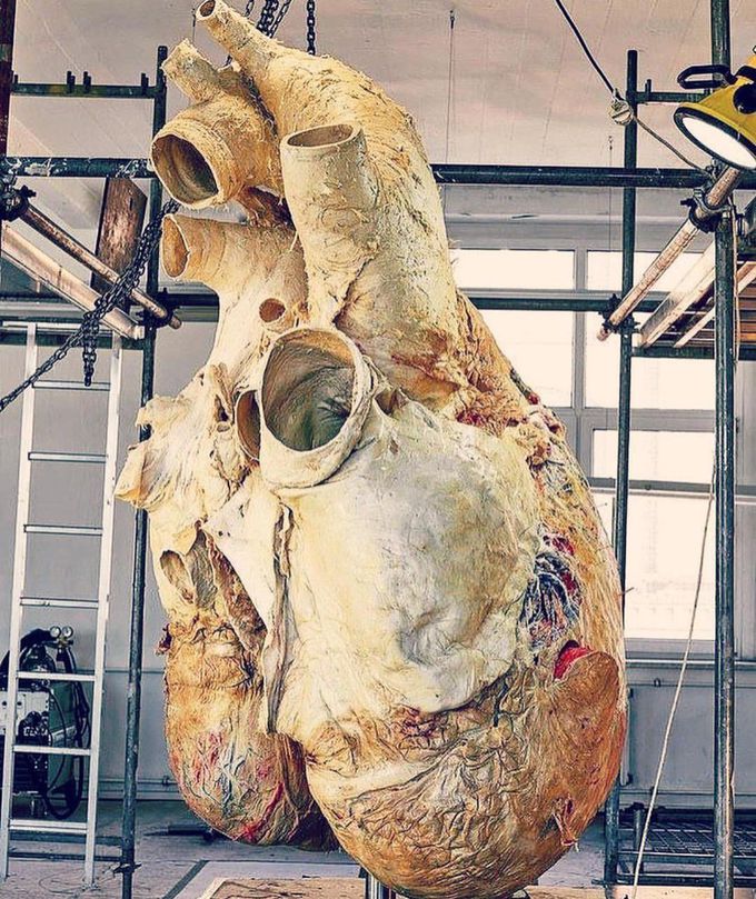 The Biggest Heart