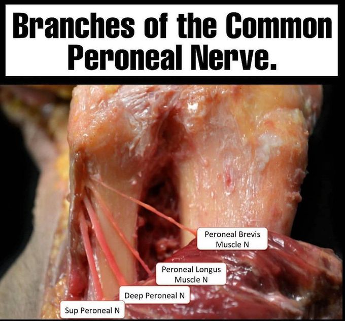 Brances of common peroneal nerve