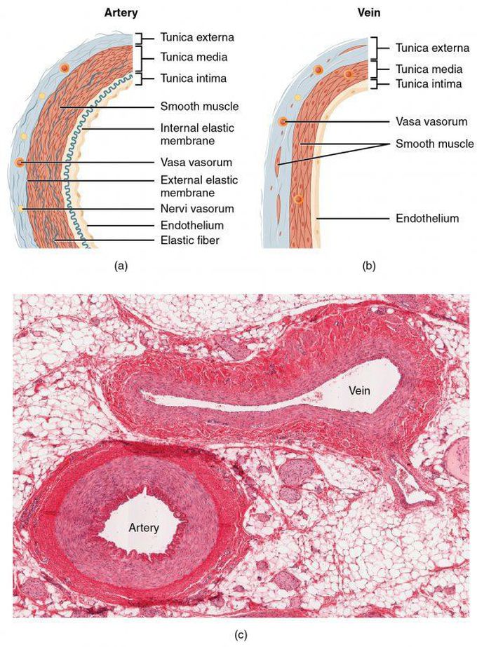 Wall Structure of Arteries and Veins