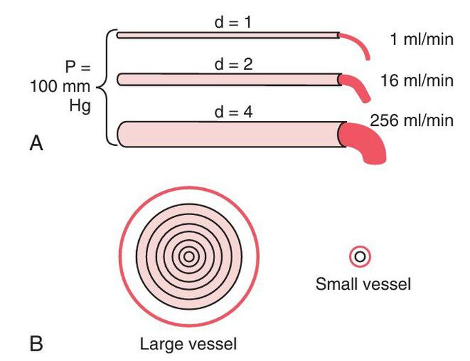 Demonstration of the effect of vessel diameter on blood flow.