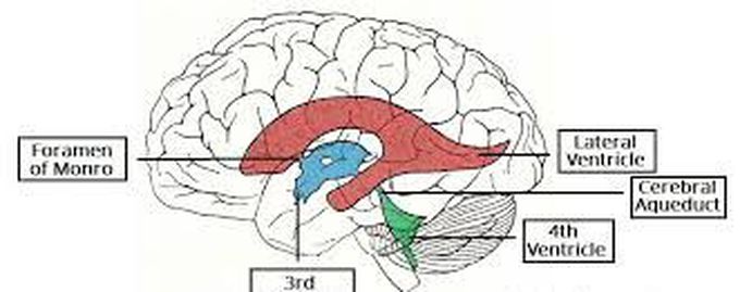 Ventricles