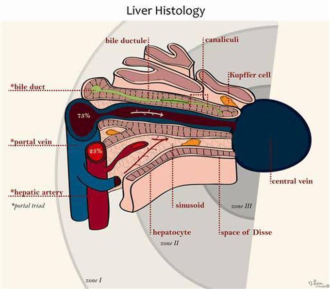 Liver Histology