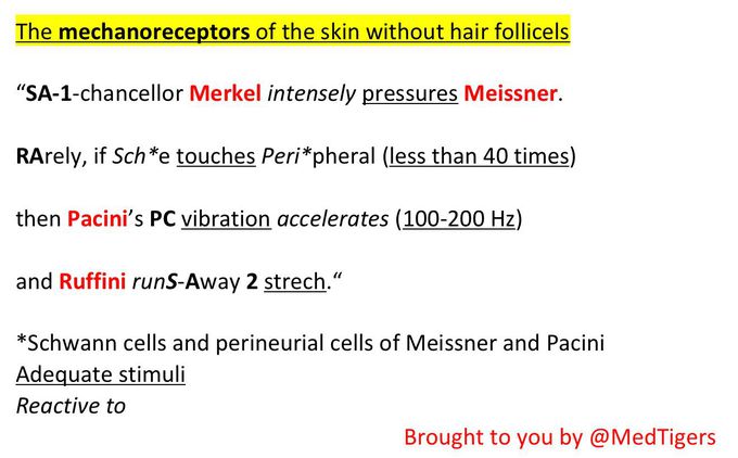 Skin mechanoreceptors