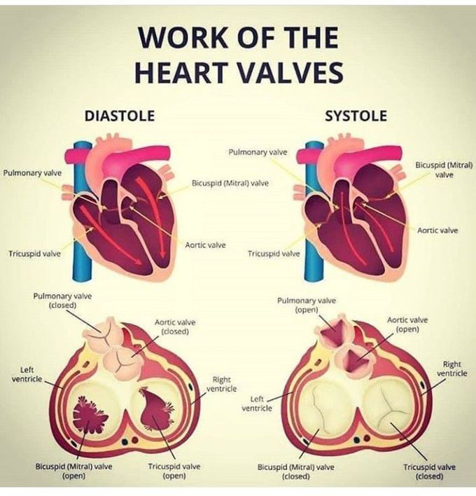 Work of heart muscle