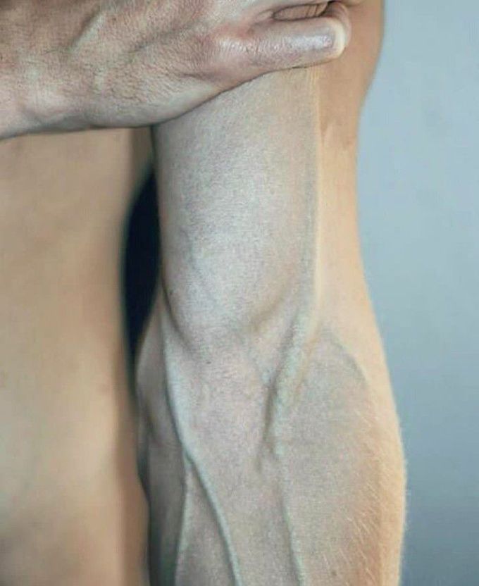 4 VEINS of Anterior forearm