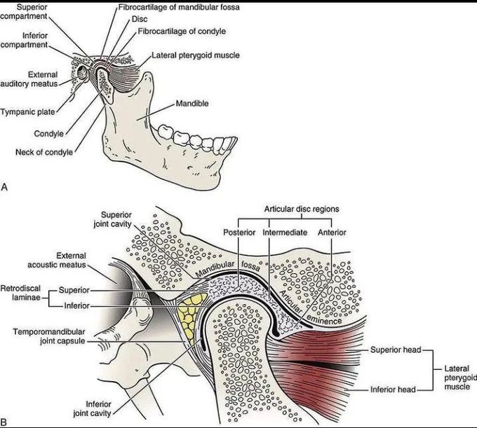 Temporomandibular joint - MEDizzy