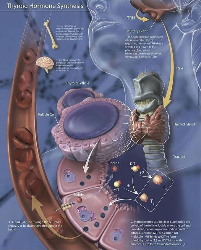 Thyroid  hormones  synthesis