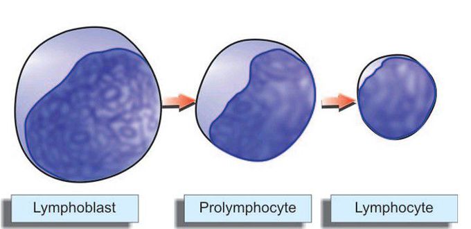 Lymphoid series