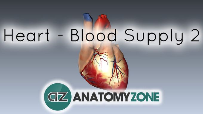 Blood supply to the heart - PART 2 - Anatomy Tutorial
