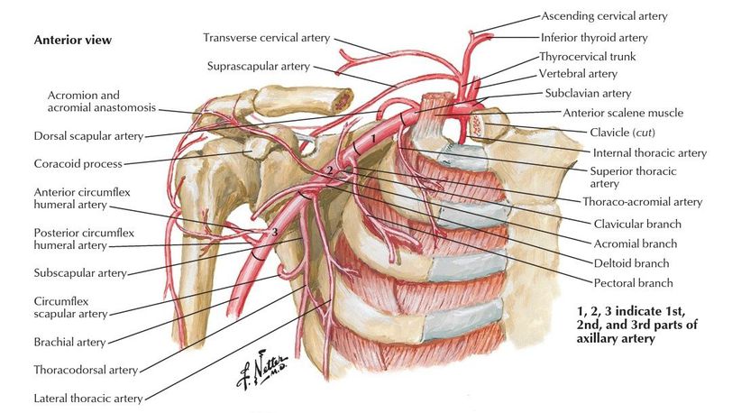 lateral thoracic artery