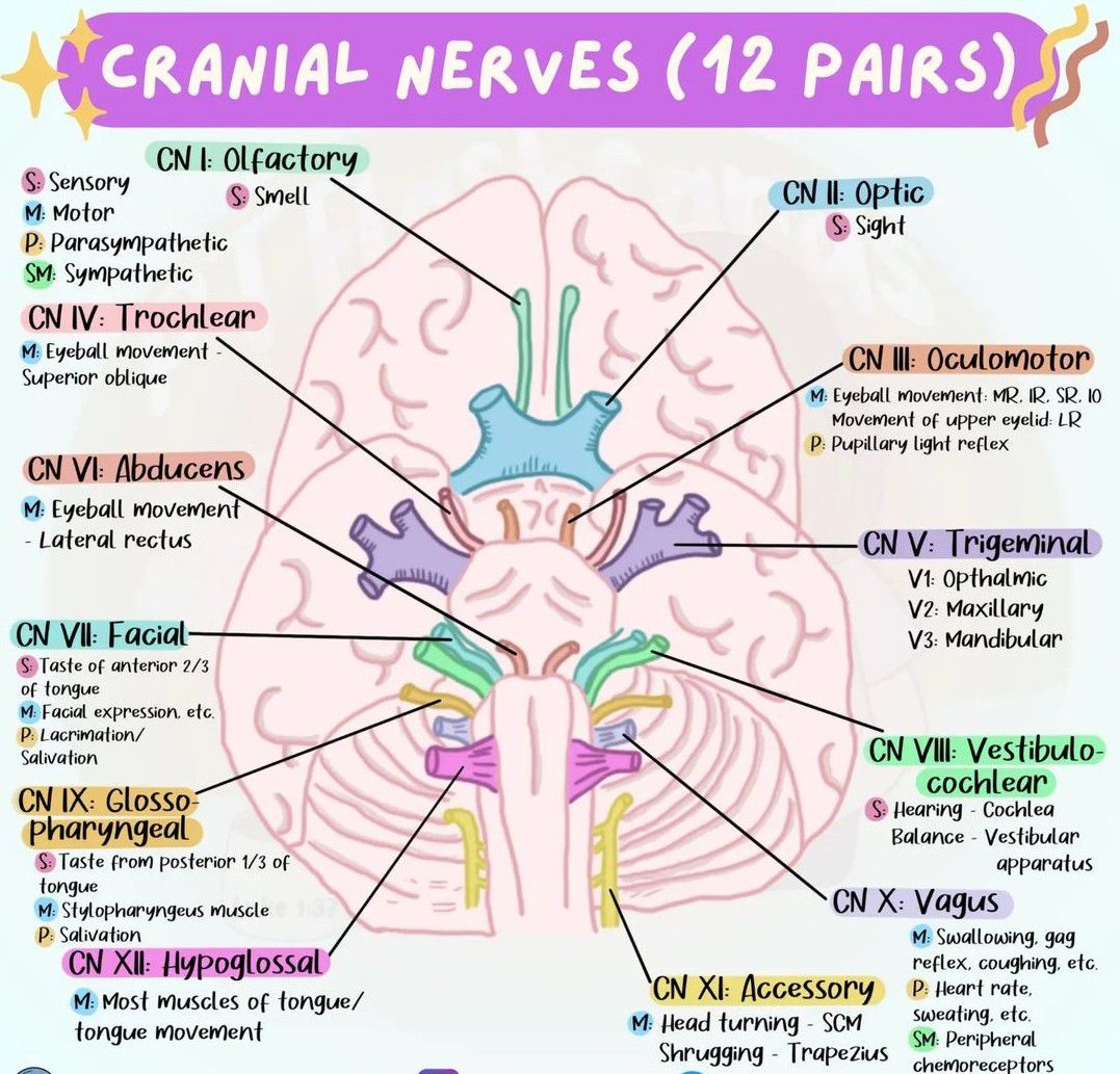 Cranial Nerves Medizzy 3795