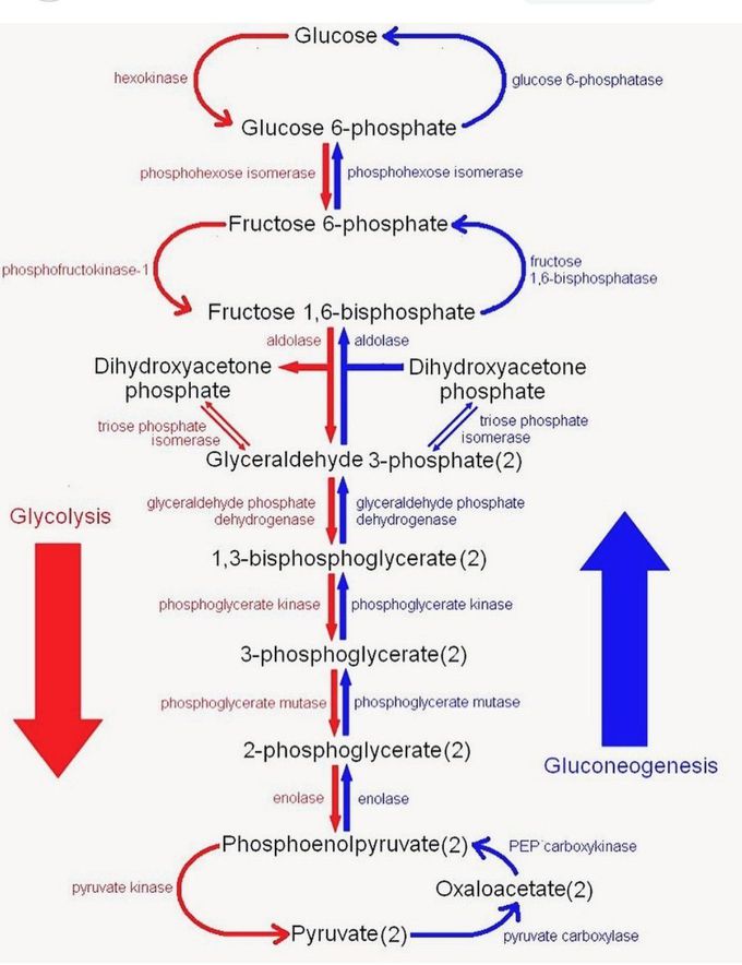 Glycolysis and Gluconeogenesis