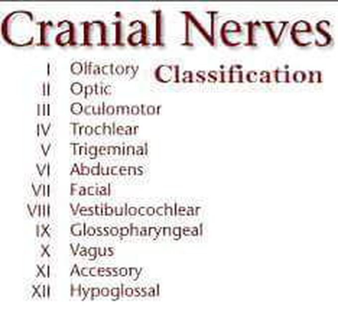 Cranial nerves of the head and neck