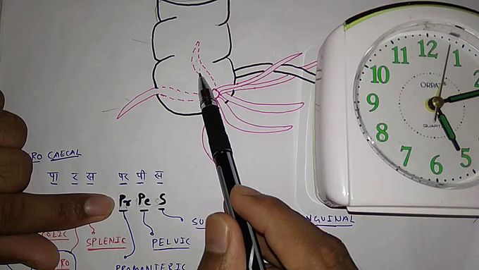 Vermiform appendix anatomy