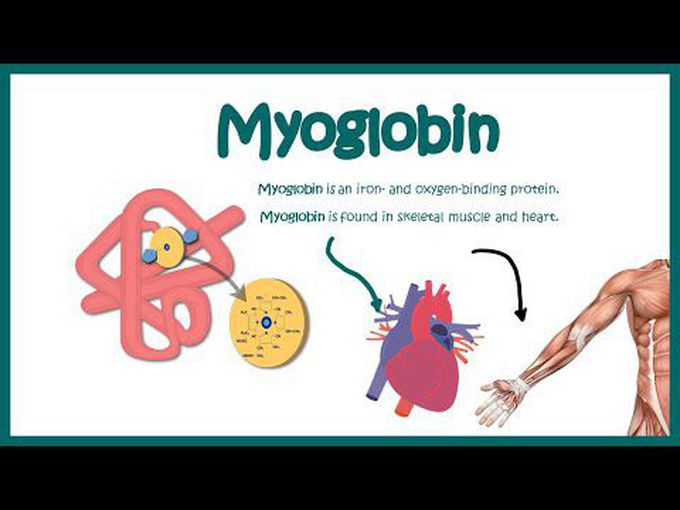 Basic introduction to Myoglobin.