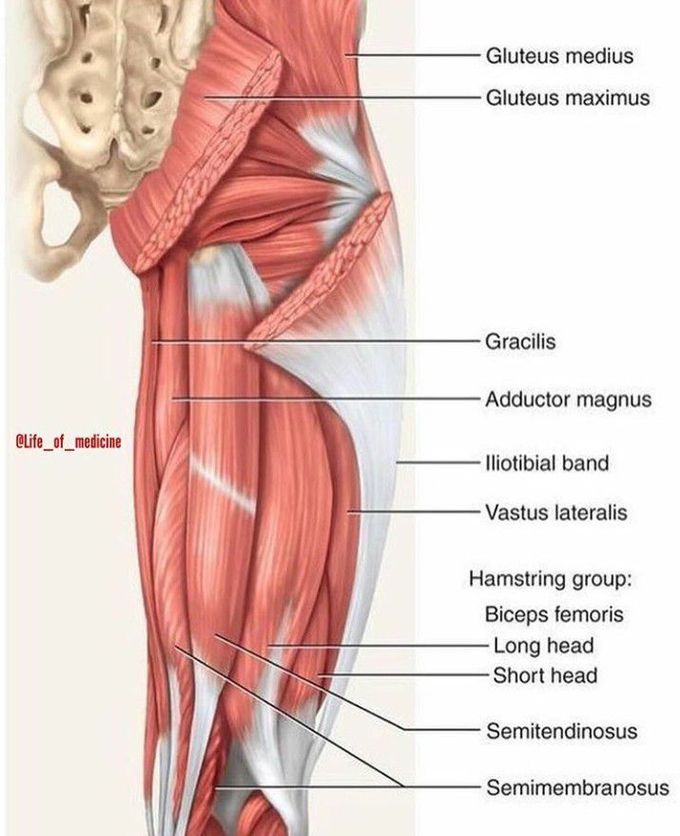 Anatomy - MEDizzy