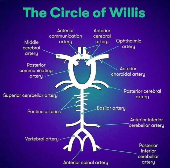 Circle of Willis