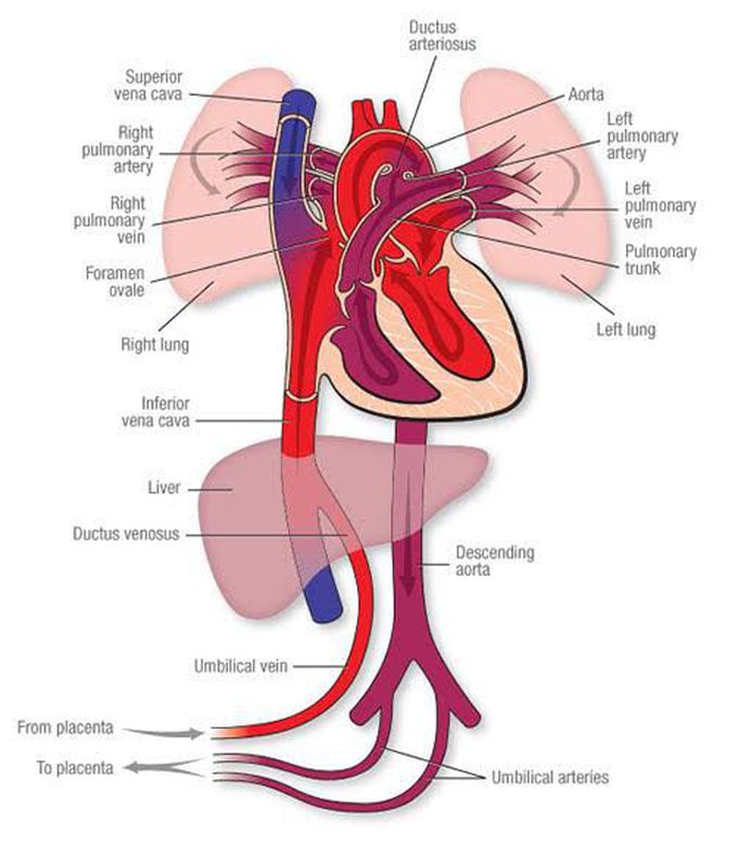 Fetal Circulation