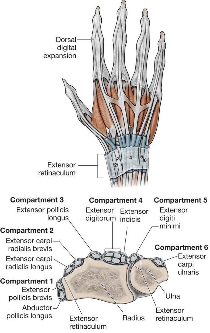 STRUCTURES UNDER EXTENSOR RETINACULUM OF HAND