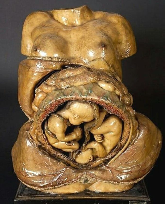 Human Anatomy