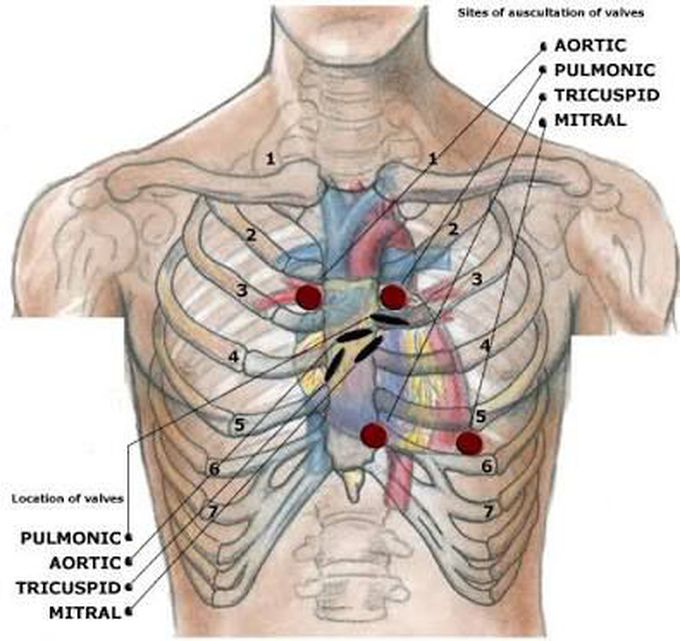 Auscultatory sites