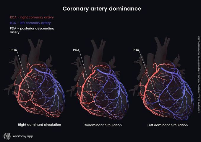 Coronary artery dominance