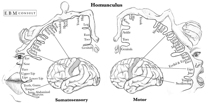 Motor & Sensory areas of the brain to all over the body