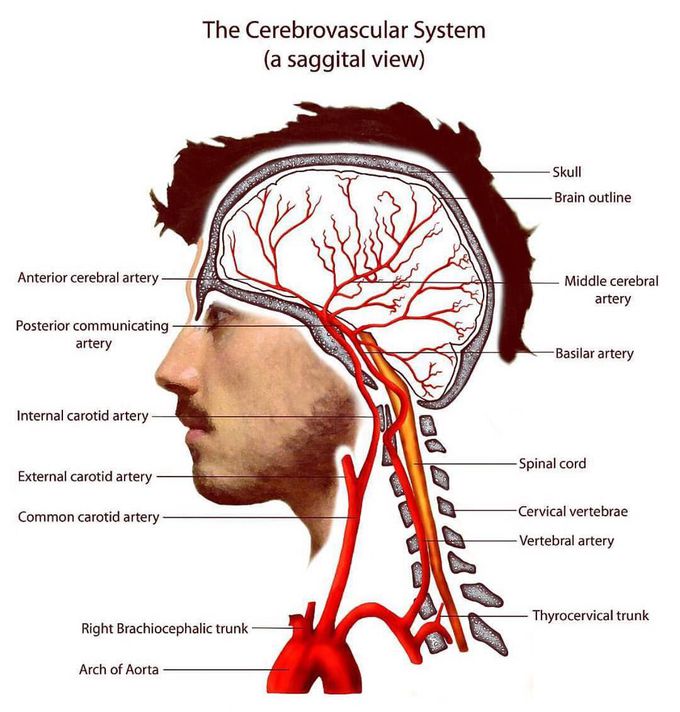 The Cerebrovascular System