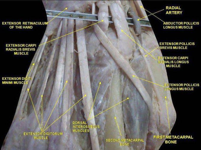 Anatomy of hand