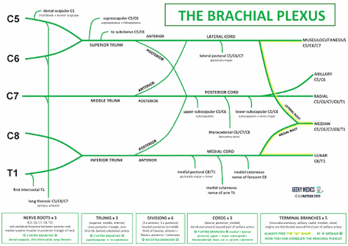 Brachial plexus