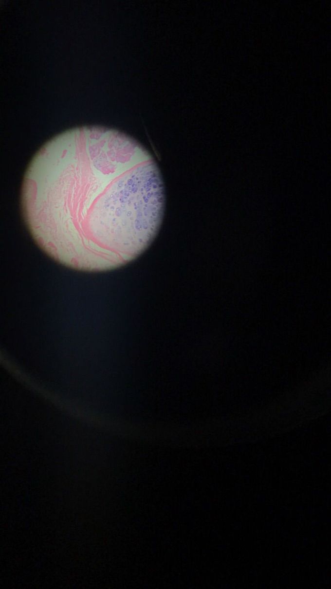 pseudostratified columnar epithelium through a microscope