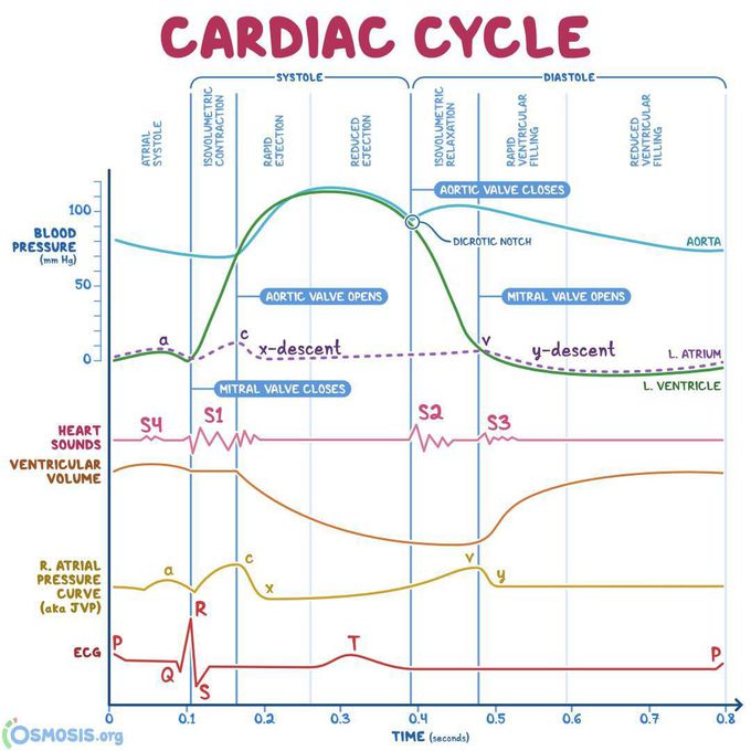 The cardiac cycle