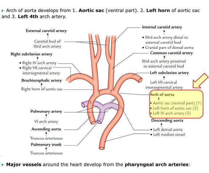 Blood vessels