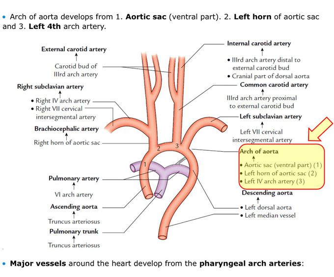 Blood vessels - MEDizzy