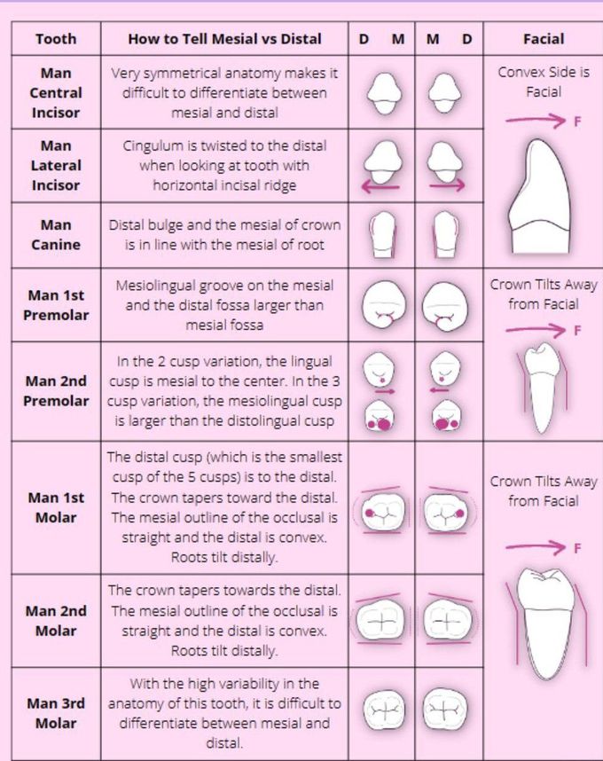 Dental Morphology Review II