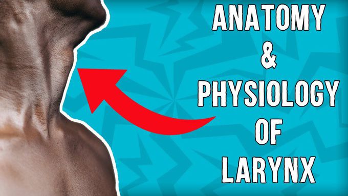 Anatomy and Physiology of Larynx - Structure and Function of Larynx - ENT Complete Lectures