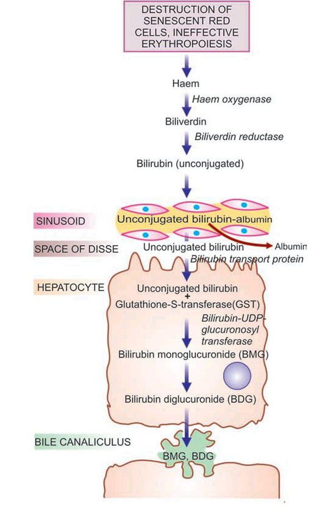 Bilirubin transport