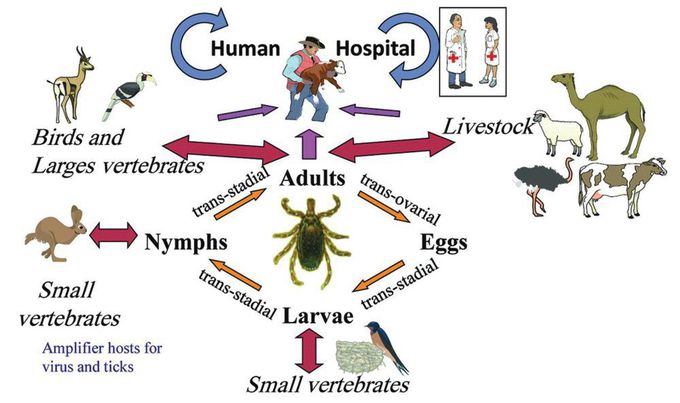 Crimean-Congo Haemorrhagic Fever