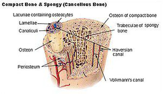 What is Volkmann's Canal?